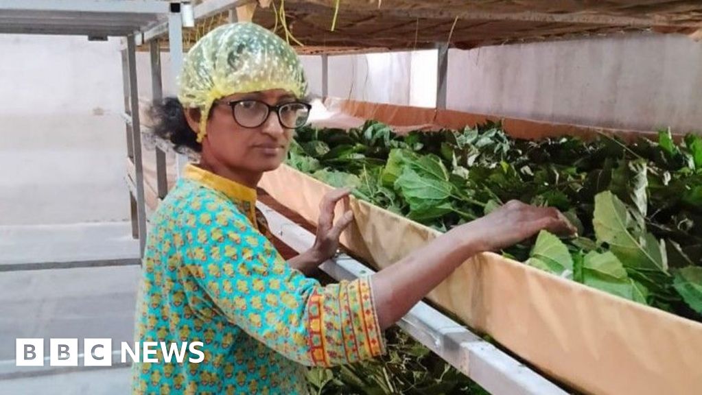 From scientist to silk farmer: India’s silk industry renewal